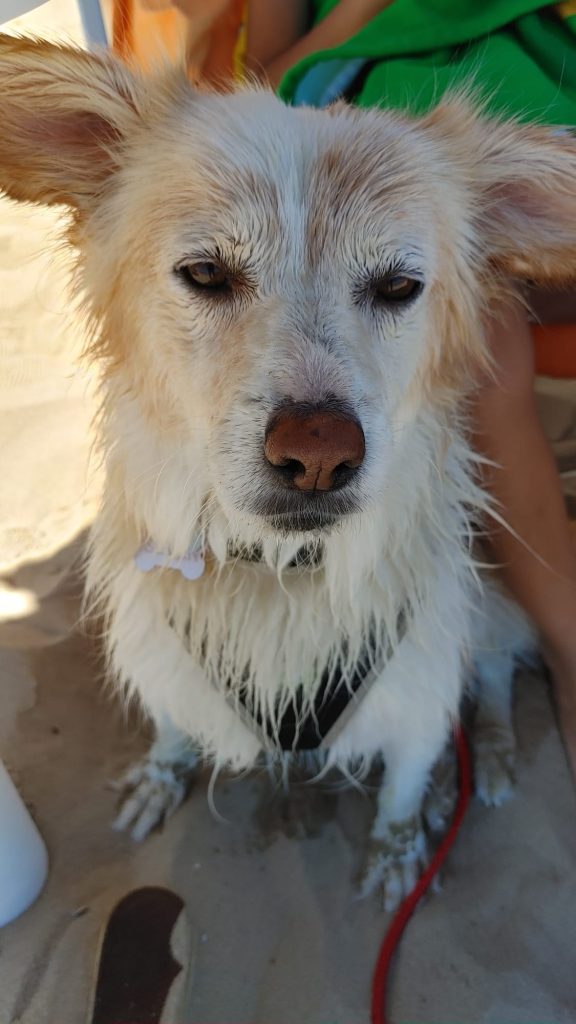 Seven - censimento cani. Aderisci anche tu al censimento per valutare al meglio dove e come intervenire con nuove aree sgambo attrezzate
