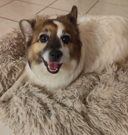 Briciola - censimento cani. Aderisci anche tu al censimento per valutare al meglio dove e come intervenire con nuove aree sgambo attrezzate