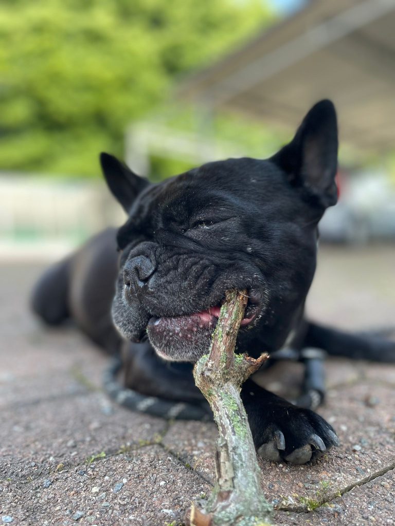 Chica - censimento cani. Aderisci anche tu al censimento per valutare al meglio dove e come intervenire con nuove aree sgambo attrezzate