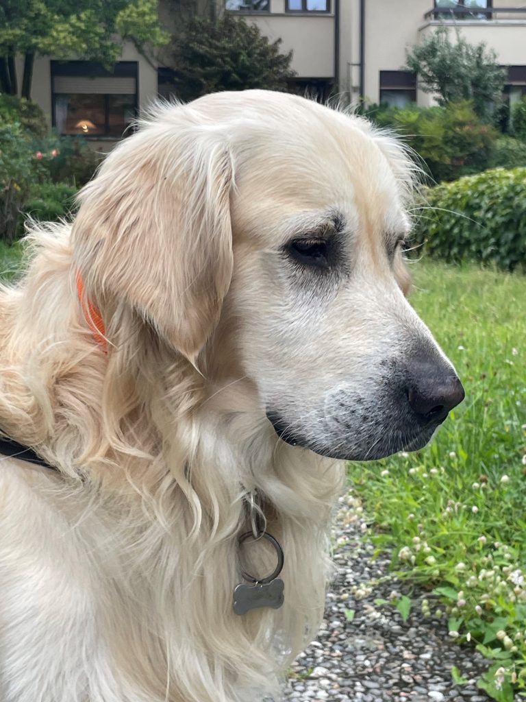 Ranch - censimento cani. Aderisci anche tu al censimento per valutare al meglio dove e come intervenire con nuove aree sgambo attrezzate