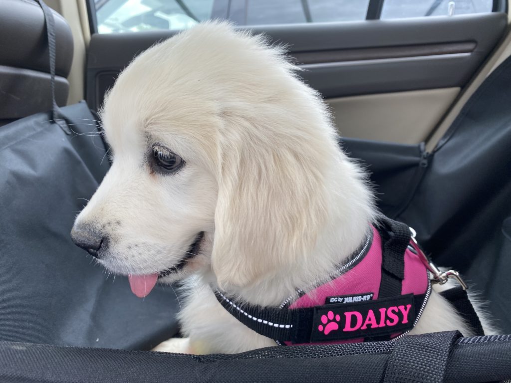Daisy