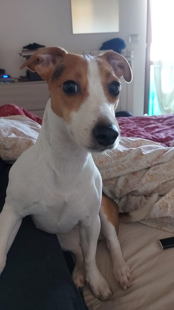 Joy - censimento cani. Aderisci anche tu al censimento per valutare al meglio dove e come intervenire con nuove aree sgambo attrezzate