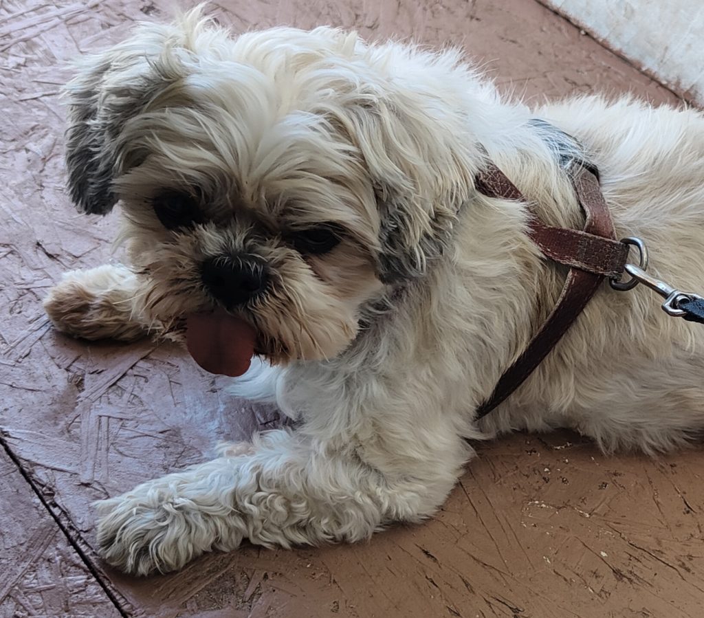 Luky - censimento cani. Aderisci anche tu al censimento per valutare al meglio dove e come intervenire con nuove aree sgambo attrezzate