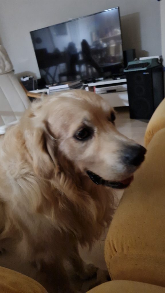 Potter - censimento cani. Aderisci anche tu al censimento per valutare al meglio dove e come intervenire con nuove aree sgambo attrezzate