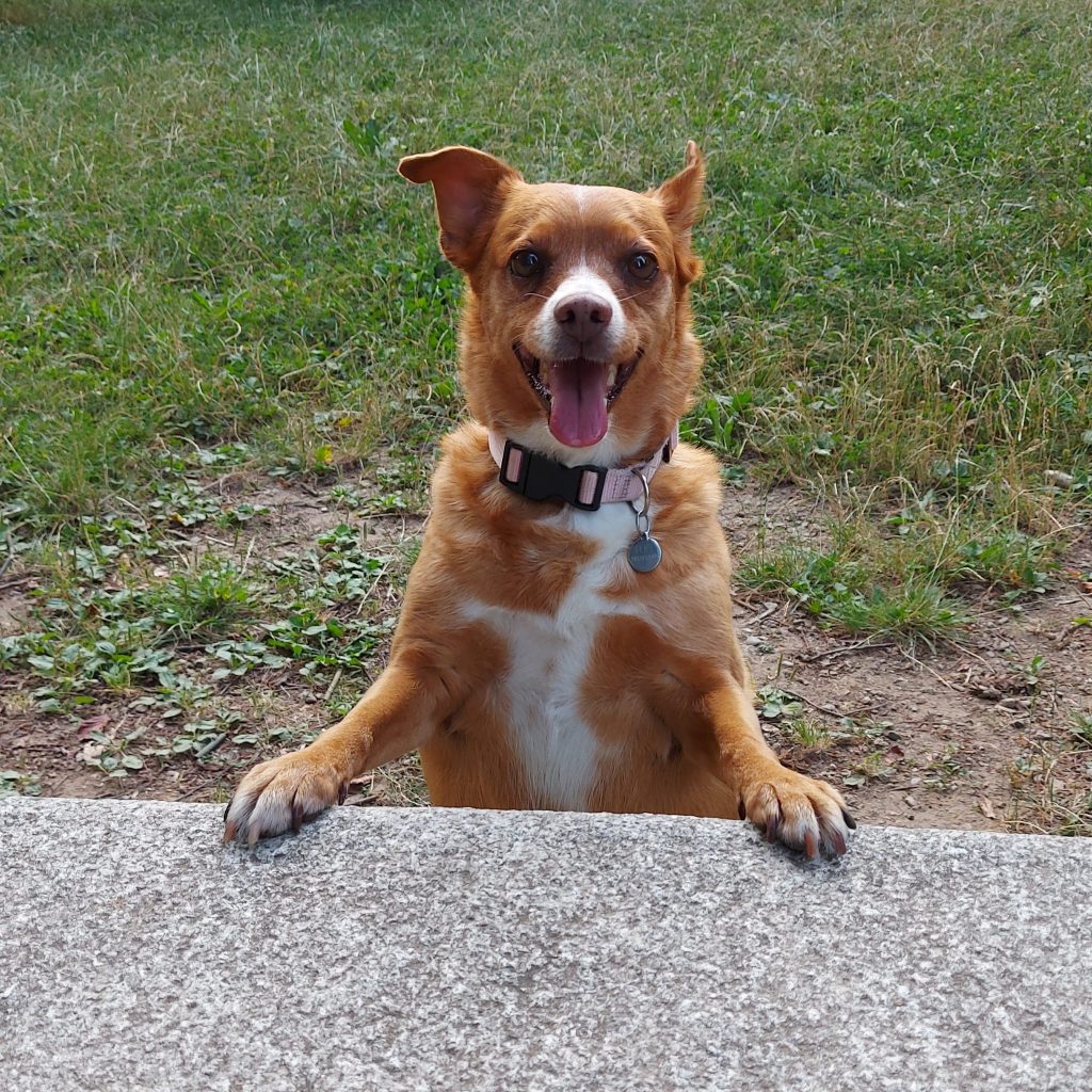 Fufi - censimento cani. Aderisci anche tu al censimento per valutare al meglio dove e come intervenire con nuove aree sgambo attrezzate