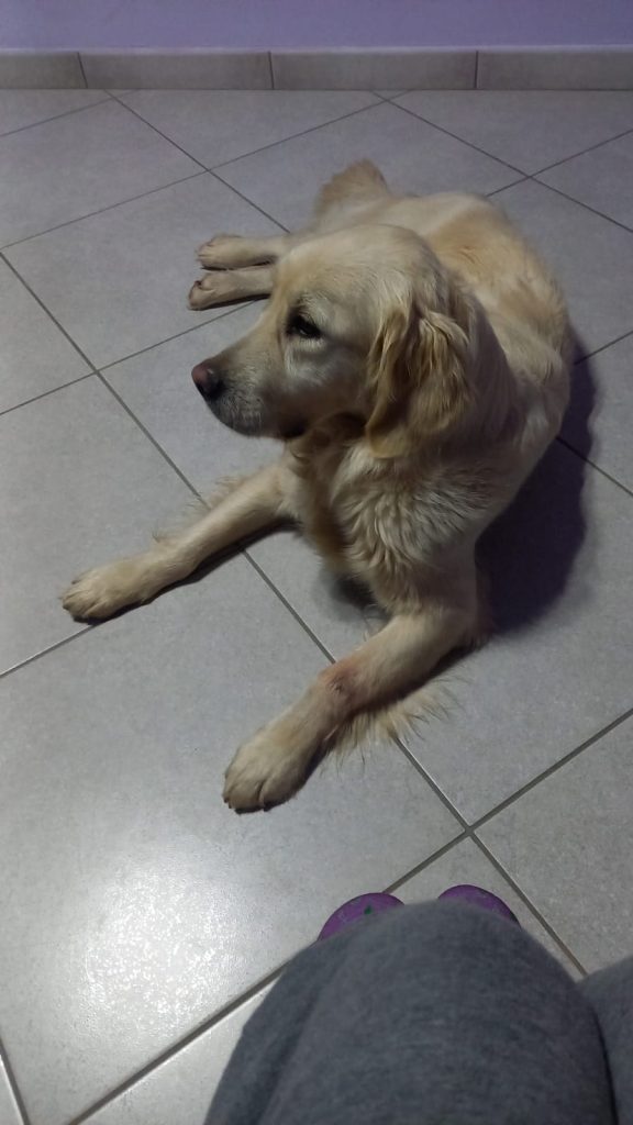 Grace - censimento cani. Aderisci anche tu al censimento per valutare al meglio dove e come intervenire con nuove aree sgambo attrezzate