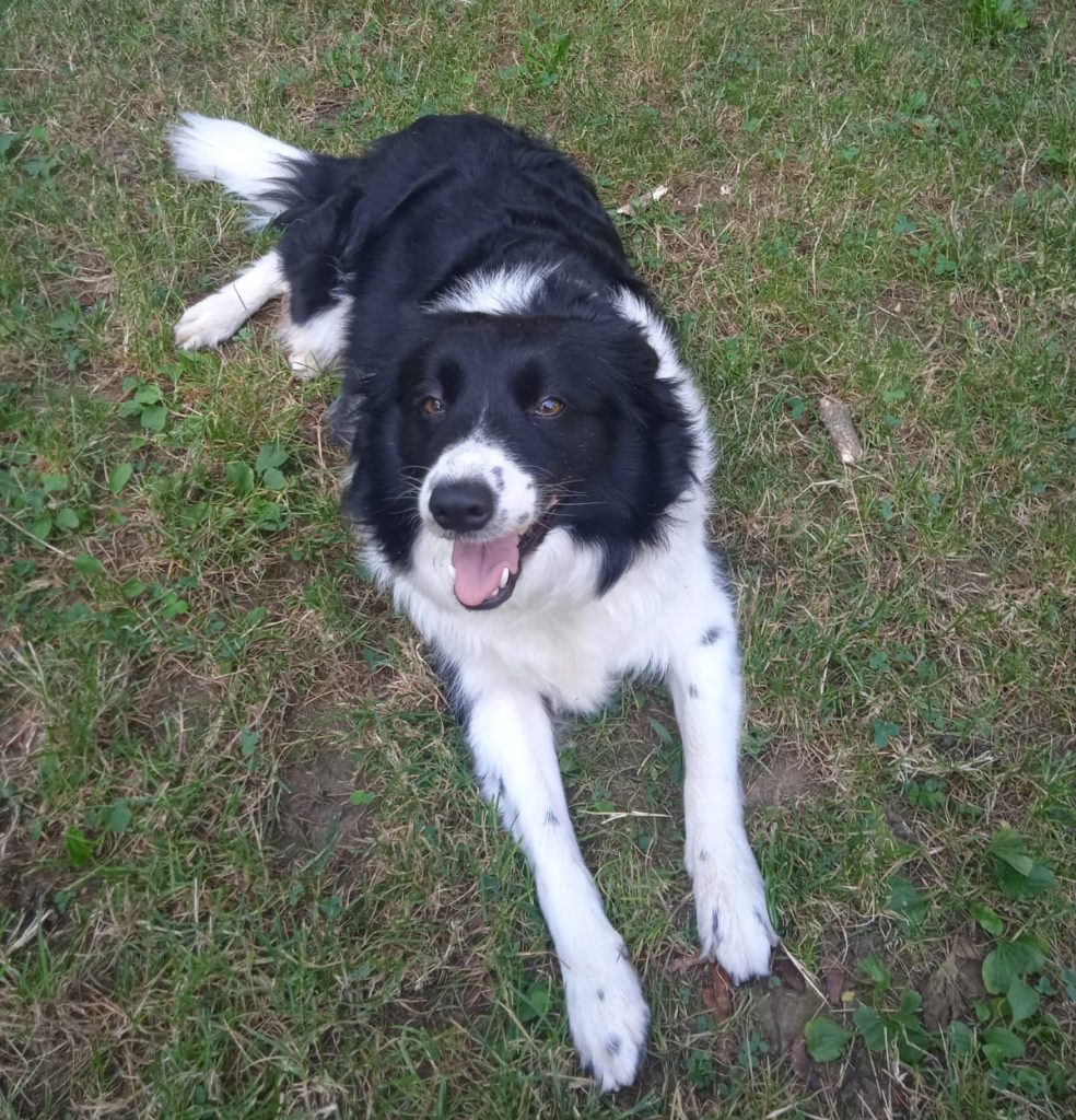 Lolly - censimento cani. Aderisci anche tu al censimento per valutare al meglio dove e come intervenire con nuove aree sgambo attrezzate