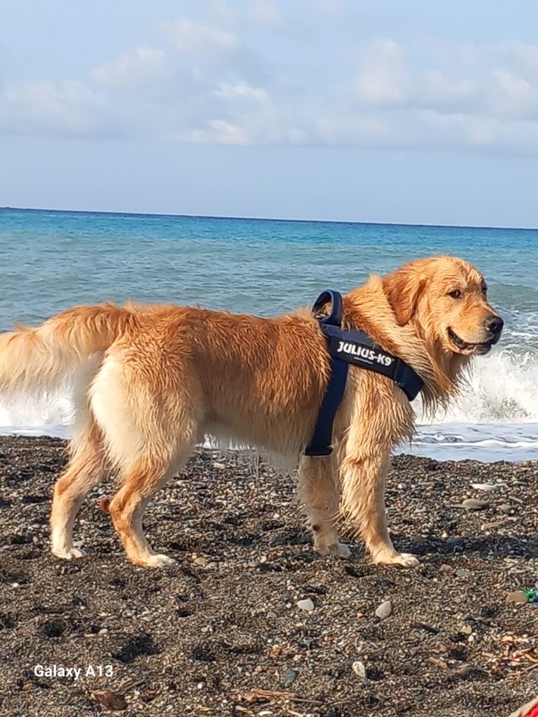 Luke - censimento cani. Aderisci anche tu al censimento per valutare al meglio dove e come intervenire con nuove aree sgambo attrezzate
