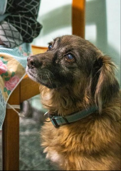 Milù- censimento cani. Aderisci anche tu al censimento per valutare al meglio dove e come intervenire con nuove aree sgambo attrezzate