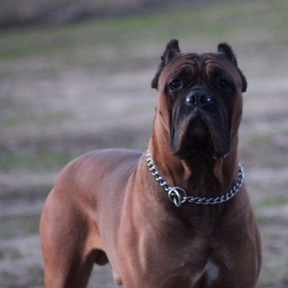 Aaron - censimento cani. Aderisci anche tu al censimento per valutare al meglio dove e come intervenire con nuove aree sgambo attrezzate