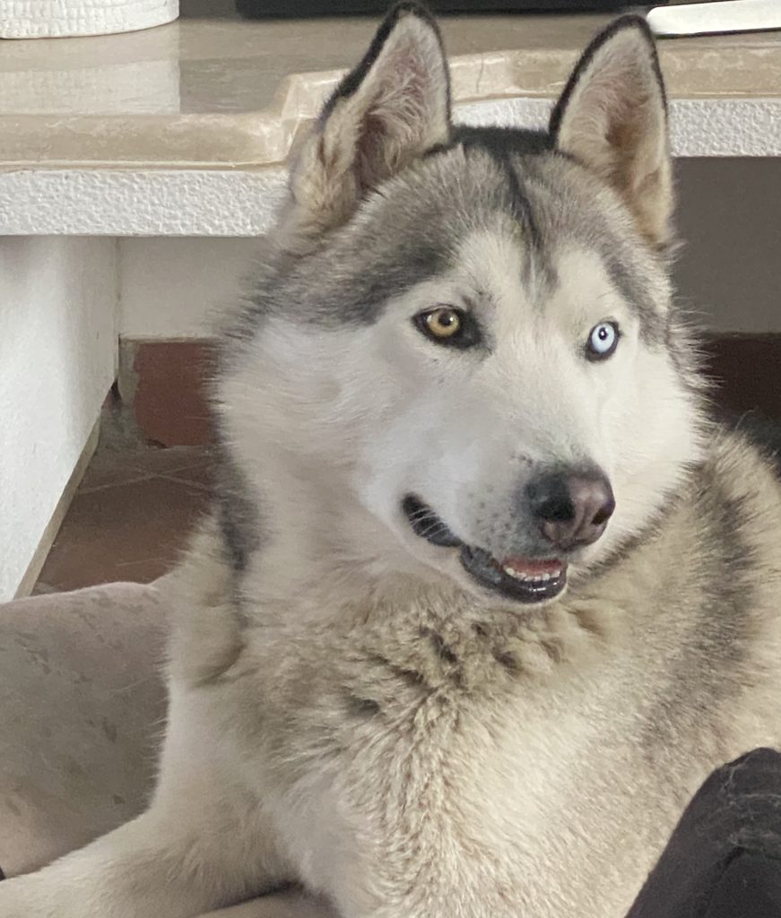 Shay - censimento cani. Aderisci anche tu al censimento per valutare al meglio dove e come intervenire con nuove aree sgambo attrezzate