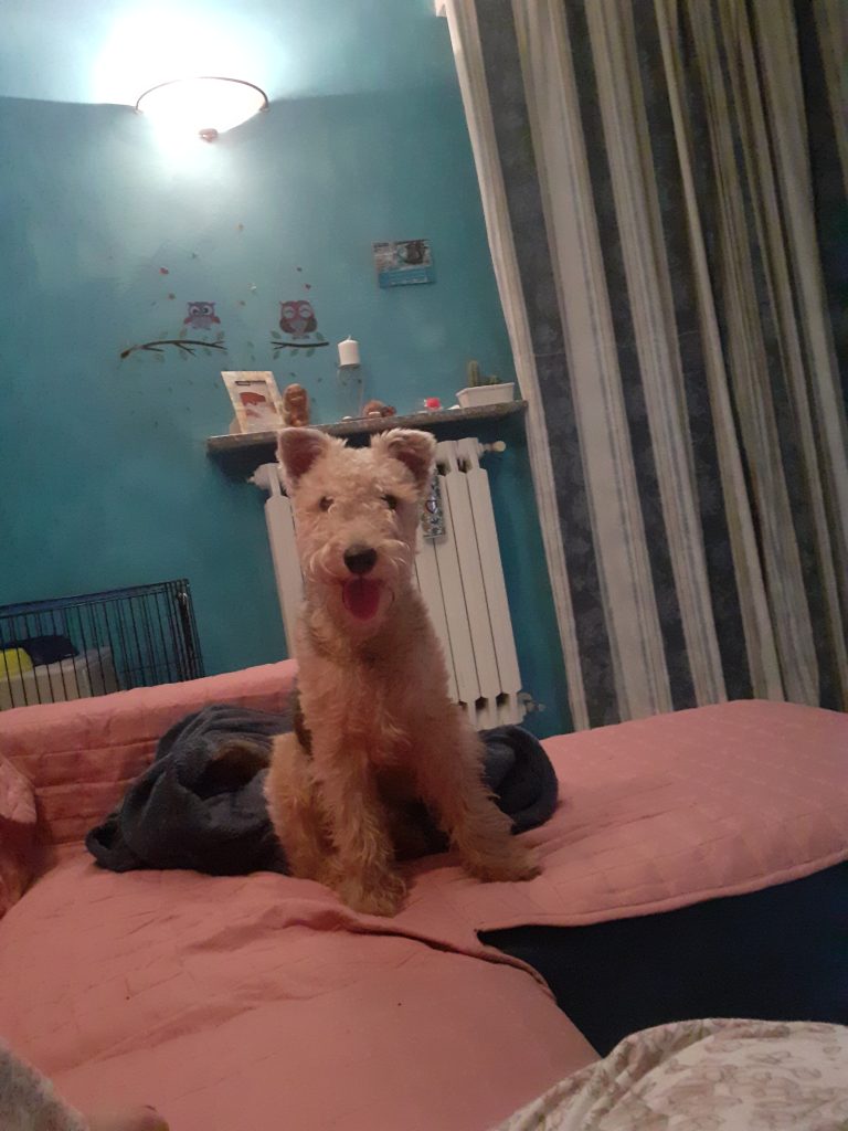 Rex - censimento cani. Aderisci anche tu al censimento per valutare al meglio dove e come intervenire con nuove aree sgambo attrezzate