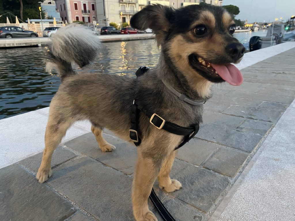 Zeus - censimento cani. Aderisci anche tu al censimento per valutare al meglio dove e come intervenire con nuove aree sgambo attrezzate