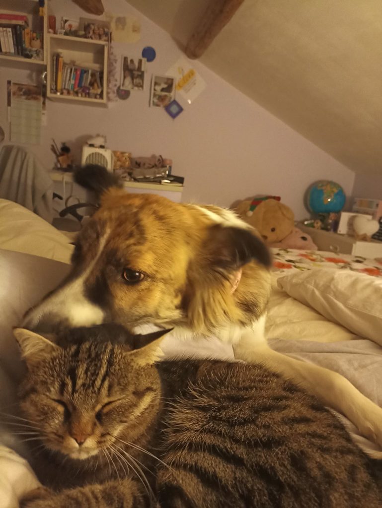 kora - censimento cani. Aderisci anche tu al censimento per valutare al meglio dove e come intervenire con nuove aree sgambo attrezzate