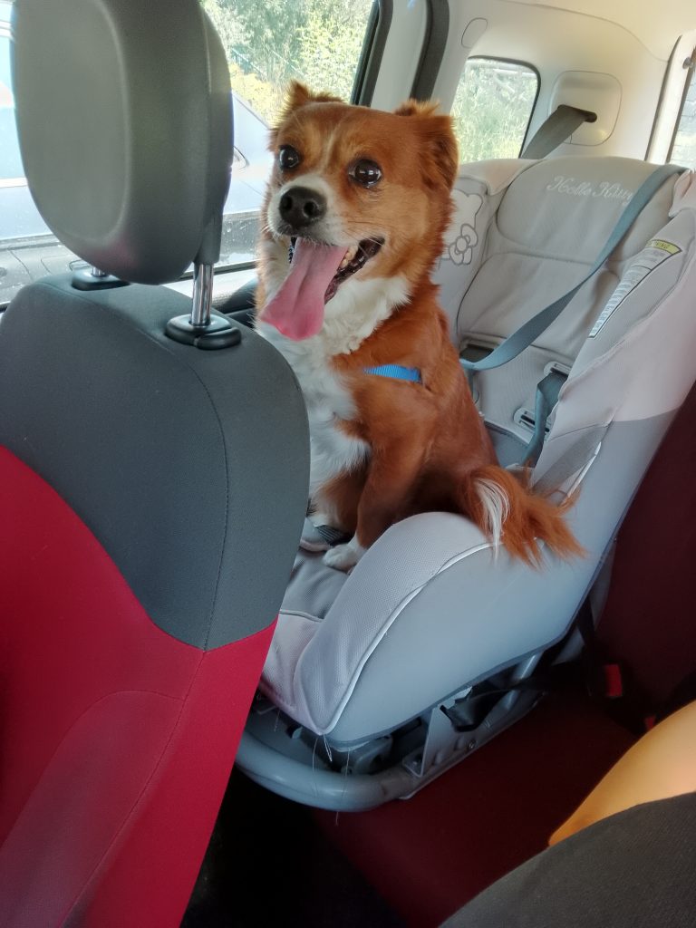 Otto - censimento cani. Aderisci anche tu al censimento per valutare al meglio dove e come intervenire con nuove aree sgambo attrezzate